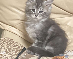Кошки в Кемерово: Котенок мальчик Мальчик, 15 000 руб. - фото 4