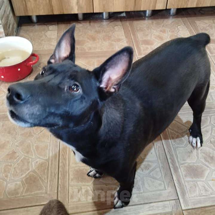 Собаки в Москве: Нежный брутал ГРОМ ищет семью Мальчик, 10 руб. - фото 8