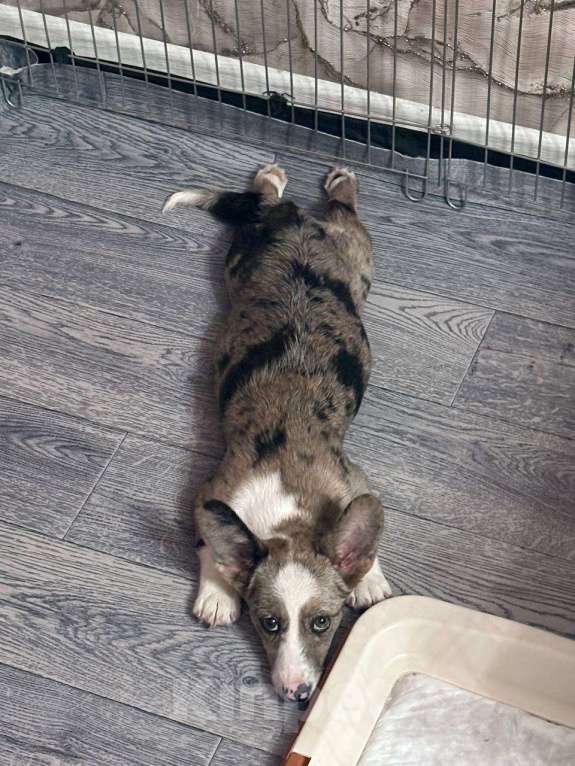 Собаки в Санкт-Петербурге: Милый щенок корги Девочка, Бесплатно - фото 3