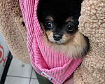 Собаки в Сочи: Померанский шпиц ищет девочку для вязки🐶 Мальчик, 5 000 руб. - фото 2