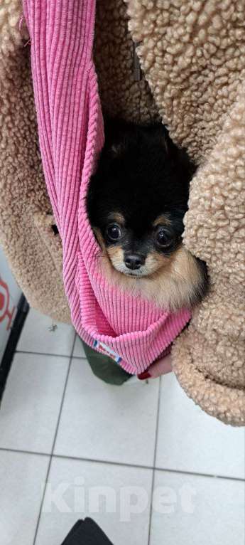 Собаки в Сочи: Померанский шпиц ищет девочку для вязки🐶 Мальчик, 5 000 руб. - фото 2