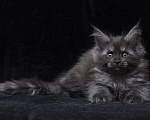 Кошки в Видном: Девочка мейн-кун черный дым Девочка, 95 000 руб. - фото 5
