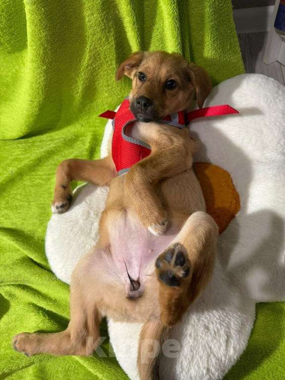 Собаки в Химках: Девочка  Девочка, Бесплатно - фото 7