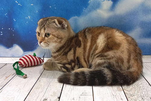 Объявление: Вислоухий котенок Дарина, Бесплатно, Москва