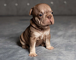 Собаки в Москве: Французский бульдог (бигроп), щенок Девочка, 170 000 руб. - фото 5