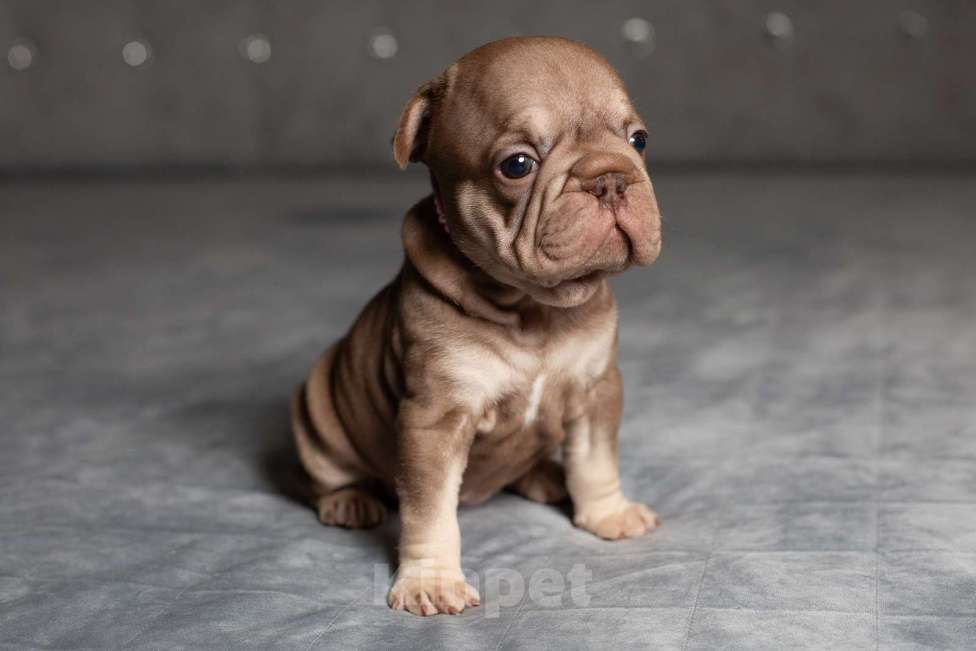 Собаки в Москве: Французский бульдог (бигроп), щенок Девочка, 170 000 руб. - фото 5