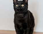 Кошки в Москве: Милые чёрные котята в добрые руки Мальчик, 1 руб. - фото 5