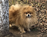 Собаки в Ижевске: Вязка, 3 000 руб. - фото 3
