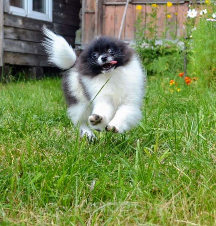 Собаки в Ореховом-Зуево: Девчушки Девочка, 35 000 руб. - фото 3