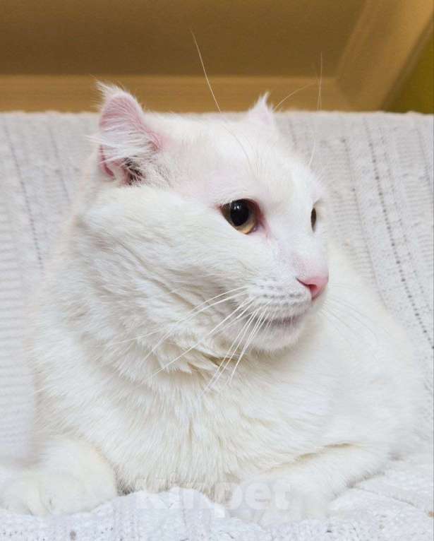 Кошки в Москве: Зефир ищет дом Мальчик, Бесплатно - фото 2