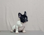 Собаки в Воронеже: Французский бульдог щенок Разнополые, Бесплатно - фото 6