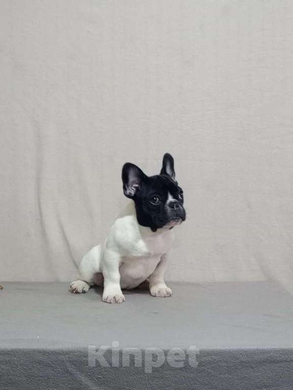 Собаки в Воронеже: Французский бульдог щенок Разнополые, Бесплатно - фото 6