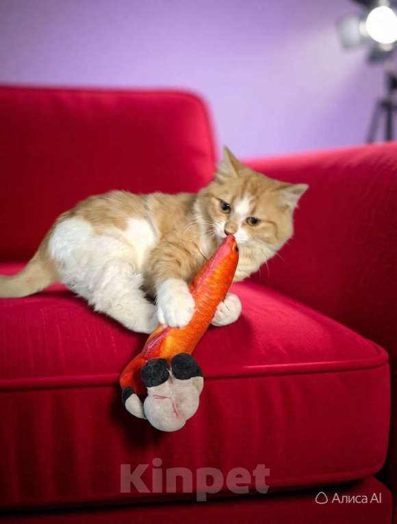 Кошки в Санкт-Петербурге: Рыжая пушистая котёнка. 5 мес. привита и кастрирована. Девочка, Бесплатно - фото 4