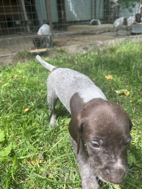 Собаки в других городах Московской области: Щенки куцхара Мальчик, 10 000 руб. - фото 2