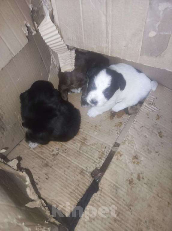 Собаки в Москве: В добрые руки . Мальчик, Бесплатно - фото 4