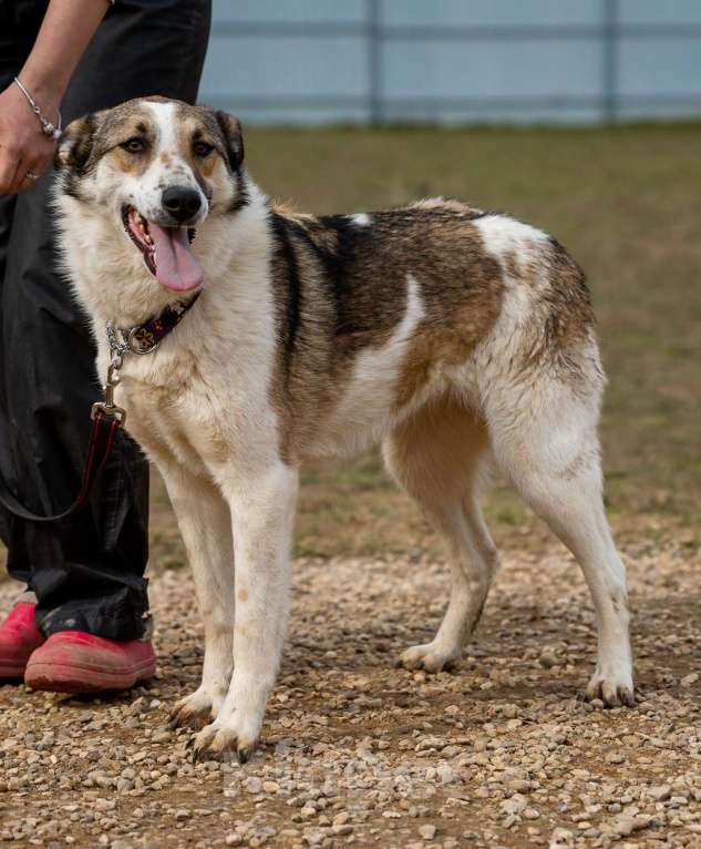 Собаки в Москве: Рокс . Девочка-любовь Девочка, 1 руб. - фото 4