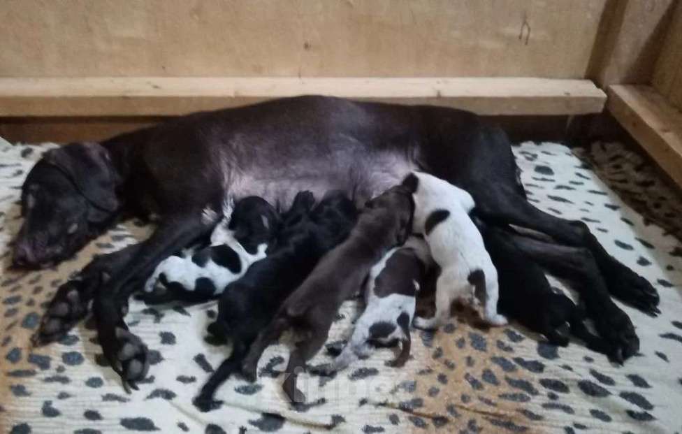 Собаки в Краснодаре: Питомник немецких курцхааров Охотничья Академия Мальчик, 50 руб. - фото 1
