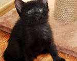 Кошки в Калуге: Малыши-черныши, Марсик и Марсия. Котята в добрые руки. Мальчик, Бесплатно - фото 2