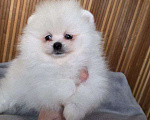 Собаки в Москве: Щенки померанского шпица Девочка, 20 000 руб. - фото 1