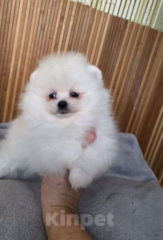 Собаки в Москве: Щенки померанского шпица Девочка, 20 000 руб. - фото 1