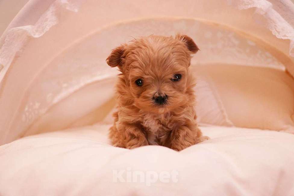 Собаки в Москве: Мальтипу микро девочка  Девочка, 250 000 руб. - фото 2