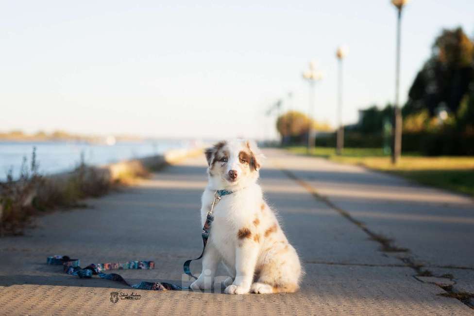 Собаки в Москве: австралийская овчарка аусси Девочка, 80 000 руб. - фото 1