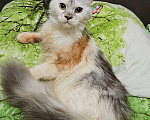Кошки в Мытищах: Молодая кошечка Мейн-кун Девочка, 15 000 руб. - фото 2