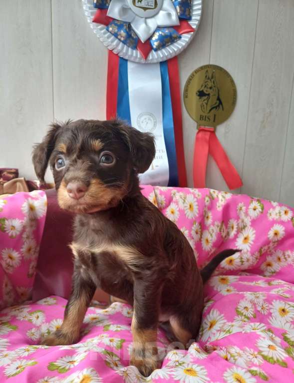 Собаки в Омске: Русский длинношерстный ТОЙ Мальчик, Бесплатно - фото 3