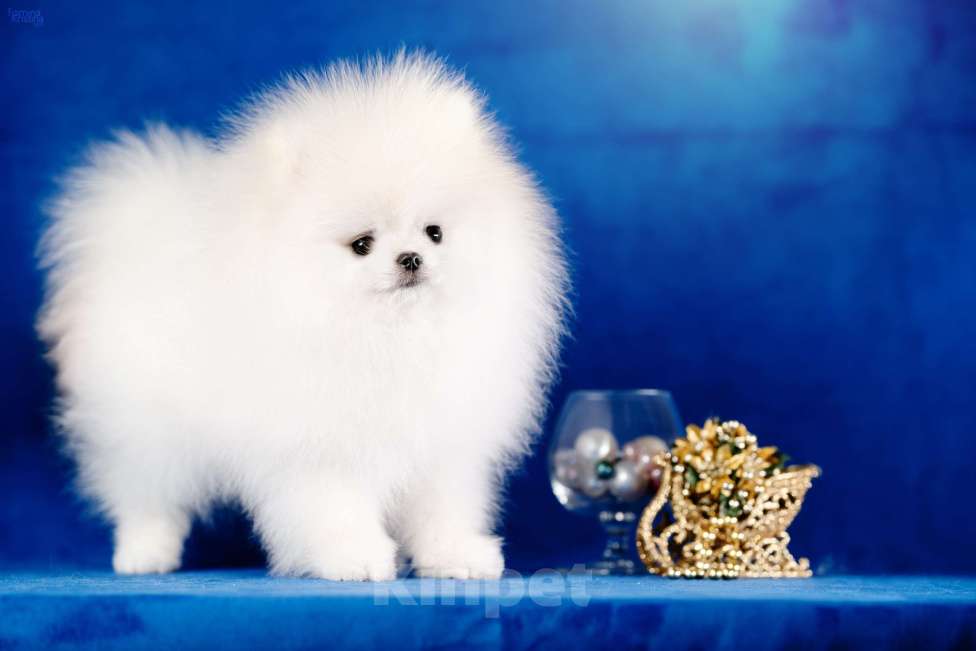 Собаки в Москве: мальчик бело кремовый Мальчик, 95 000 руб. - фото 2