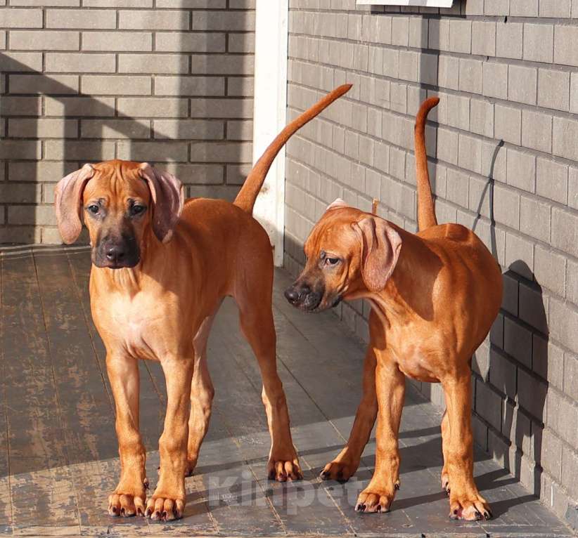 Собаки в Москве: Мальчик Родезийского Риджбека Мальчик, Бесплатно - фото 9