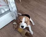 Собаки в Курске: Девочка Бигль 🐶 Девочка, 25 000 руб. - фото 3