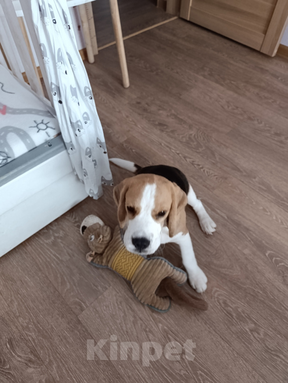 Собаки в Курске: Девочка Бигль 🐶 Девочка, 25 000 руб. - фото 3
