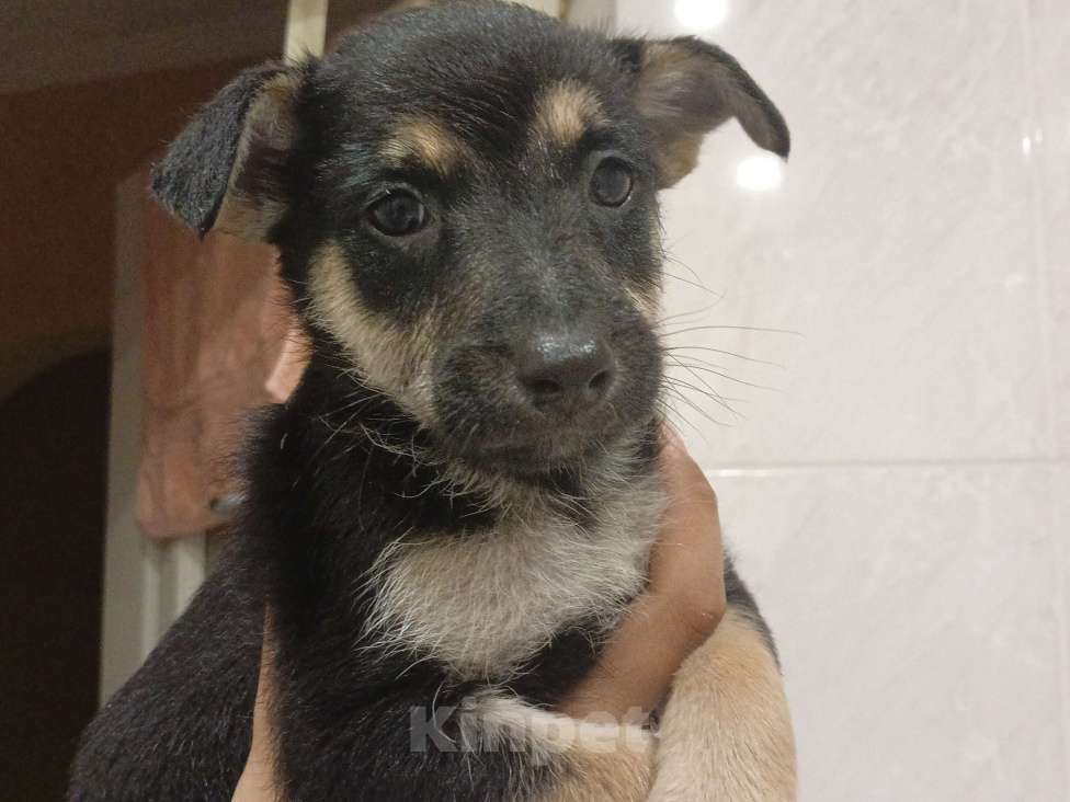 Собаки в Калининграде: Отдам щенков  Мальчик, Бесплатно - фото 1