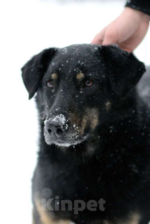 Собаки в Москве: Реал Мальчик, Бесплатно - фото 4