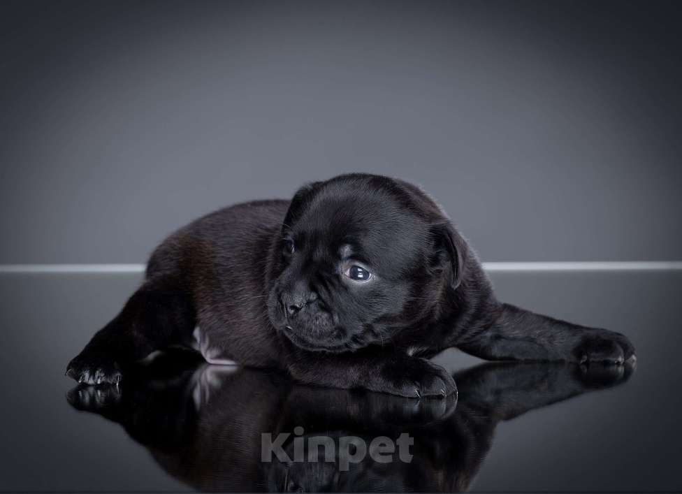 Собаки в Санкт-Петербурге: Мальчик 1 Мальчик, 100 000 руб. - фото 2