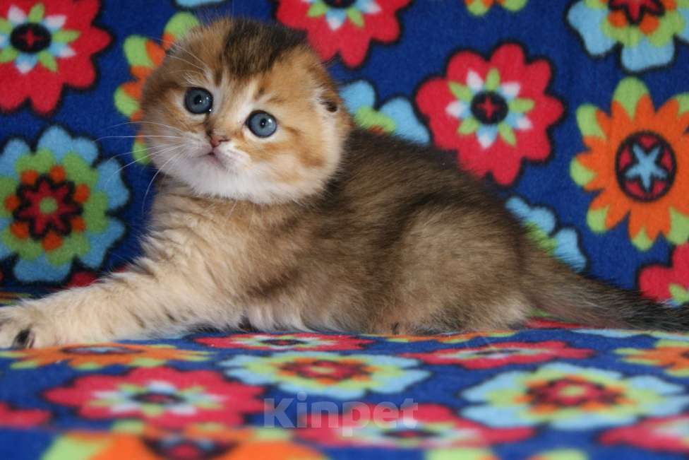 Кошки в Москве: золотой мальчик Мальчик, 35 000 руб. - фото 3