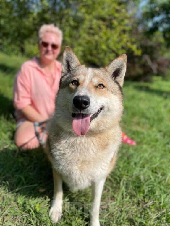 Собаки в других городах Краснодарского края: Мама с дочкой в дар только вместе метисы хаски и лабрадора Девочка, Бесплатно - фото 6