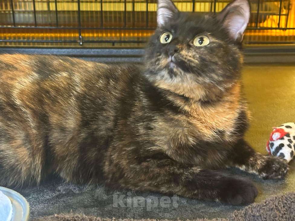 Кошки в Москве: Черепашка Фрося  Девочка, Бесплатно - фото 2