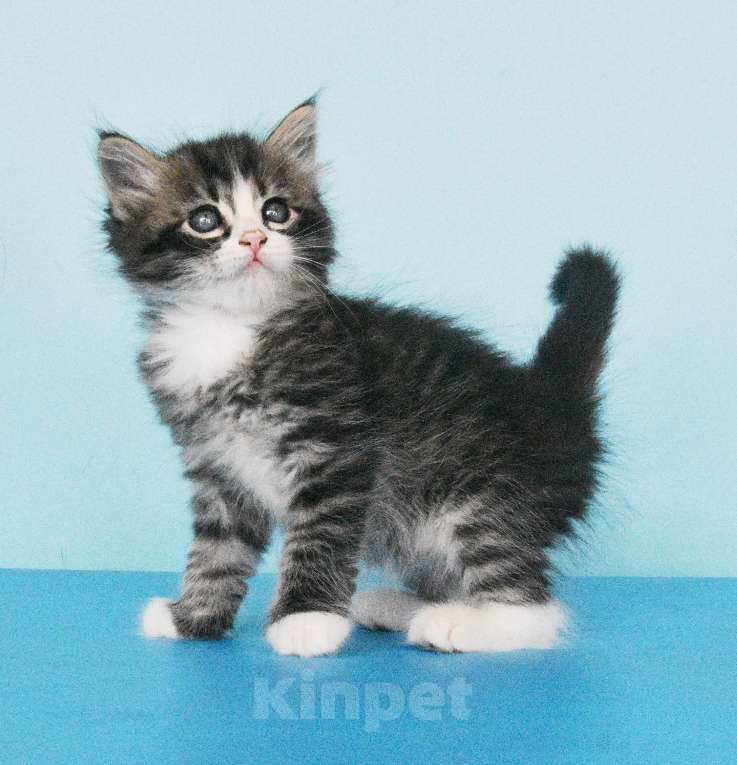 Кошки в Москве: Сибирские котята Мальчик, Бесплатно - фото 3