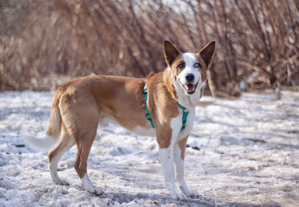Собаки в Москве: Ласковый Хьюго в поисках дома Мальчик, Бесплатно - фото 3