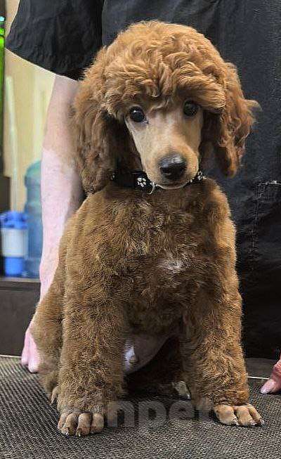 Собаки в Нижнем Новгороде: Щенок среднего пуделя Мальчик, 150 000 руб. - фото 1