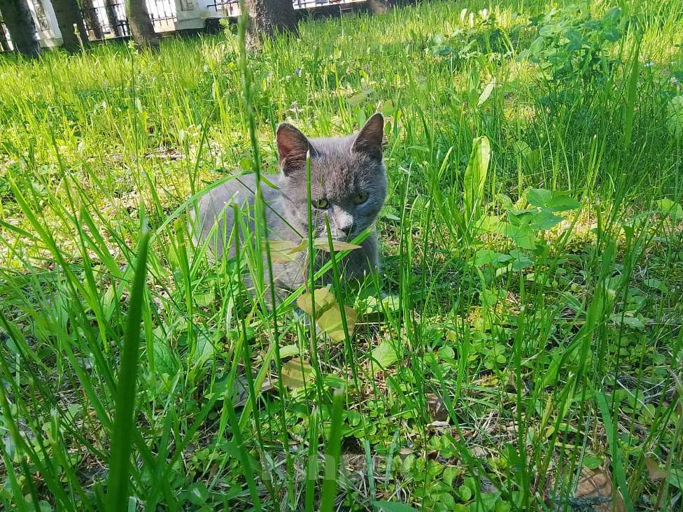 Кошки в Москве: Котенок нолубого цвета Мальчик, Бесплатно - фото 8