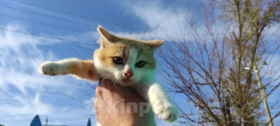 Кошки в Воронеже: Котята ищут дом Девочка, Бесплатно - фото 3