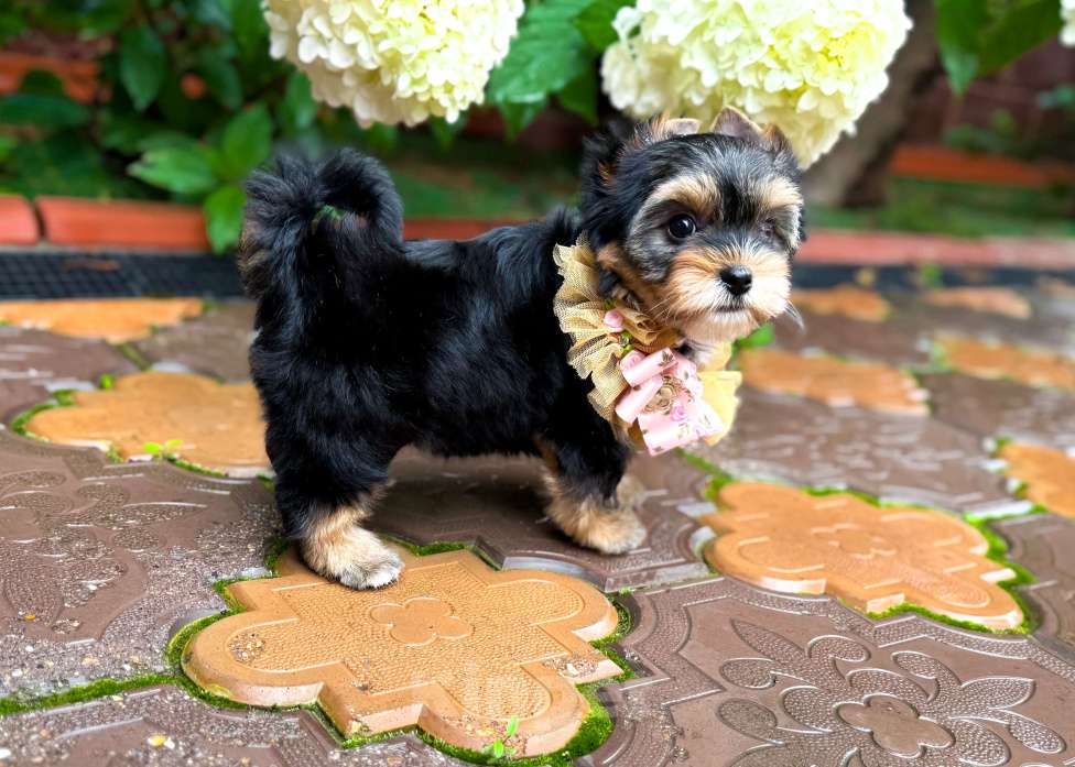 Собаки в Москве: Мини девочка Йорк Девочка, 50 000 руб. - фото 2