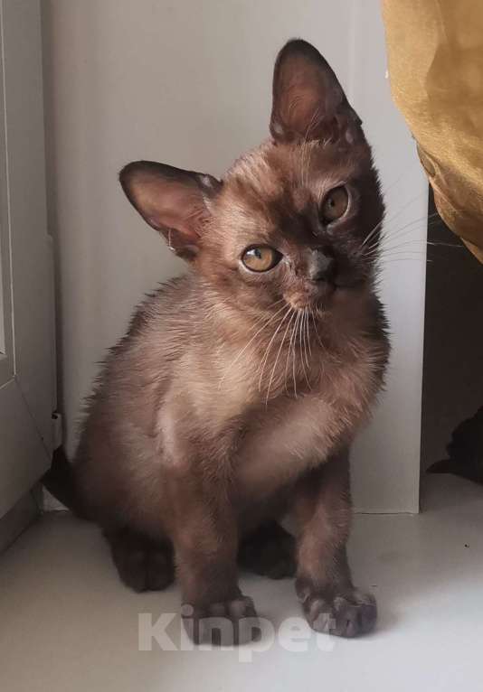 Кошки в Красноярске: Бурманская кошечка Девочка, 35 000 руб. - фото 4