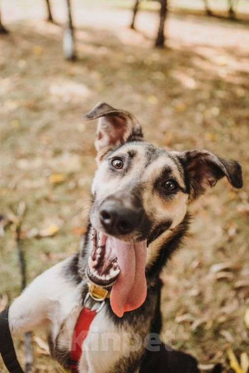 Собаки в Москве: Рокси Девочка, Бесплатно - фото 3