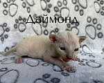 Кошки в Балашихе: Котик Даймонд Мальчик, 70 000 руб. - фото 1