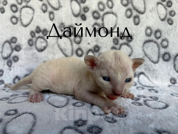 Кошки в Балашихе: Котик Даймонд Мальчик, 70 000 руб. - фото 1