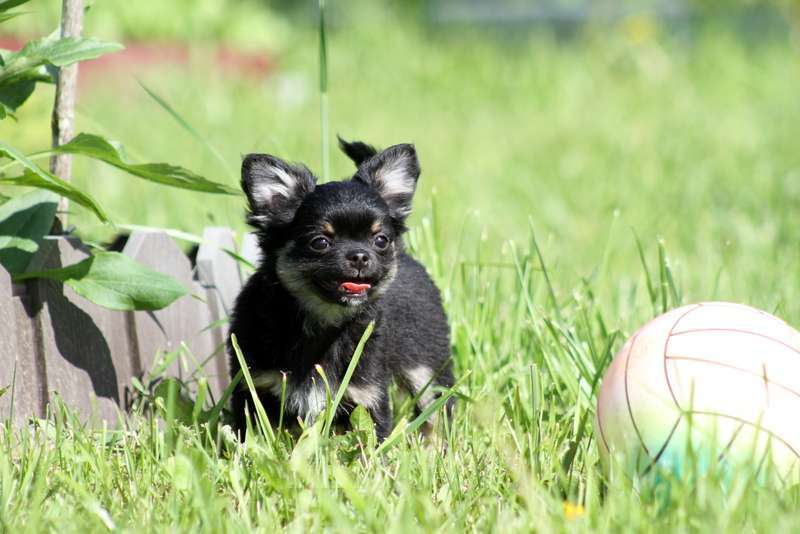 Собаки в Москве: Чихуахуа мальчик Мальчик, 30 000 руб. - фото 4