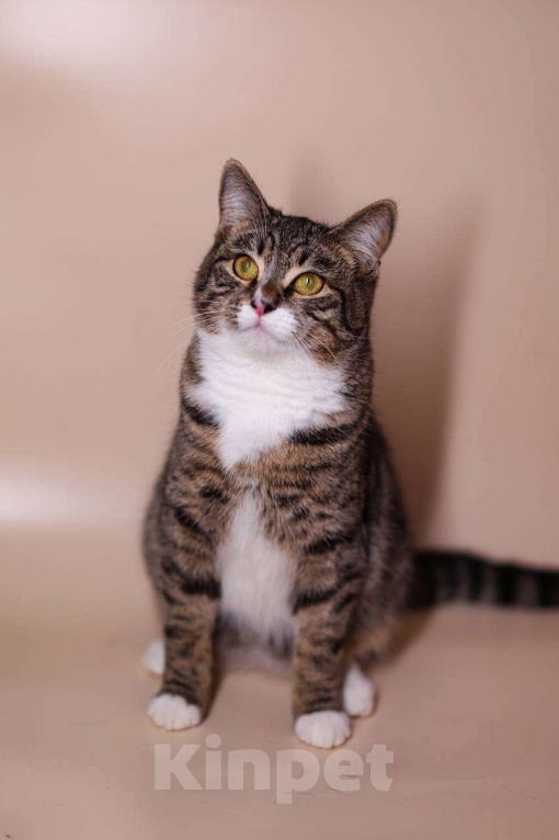 Кошки в Москве: Вита и Носик - два котика попугайчика-неразлучника Девочка, Бесплатно - фото 4